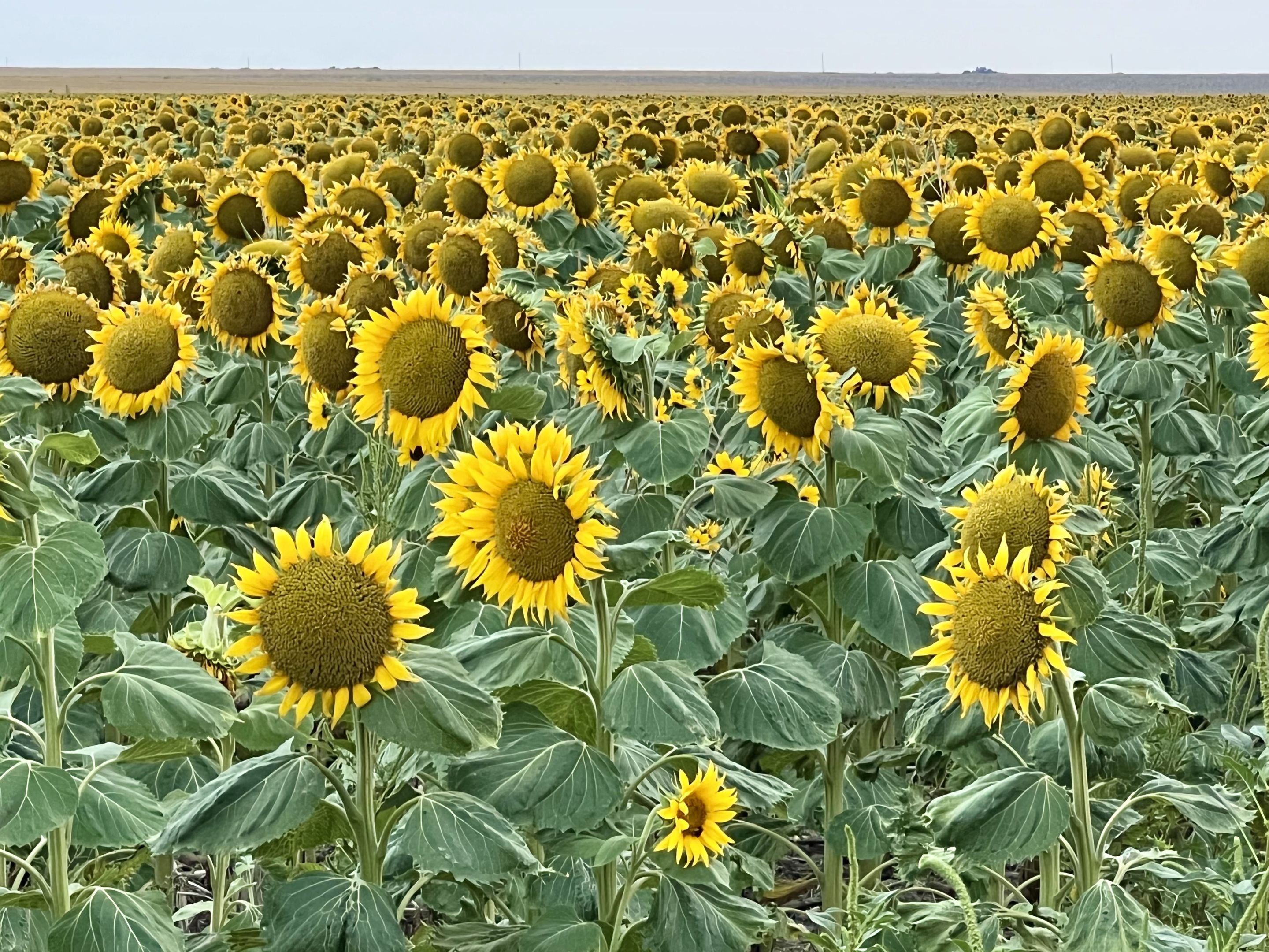 Sunflowers Everywhere!