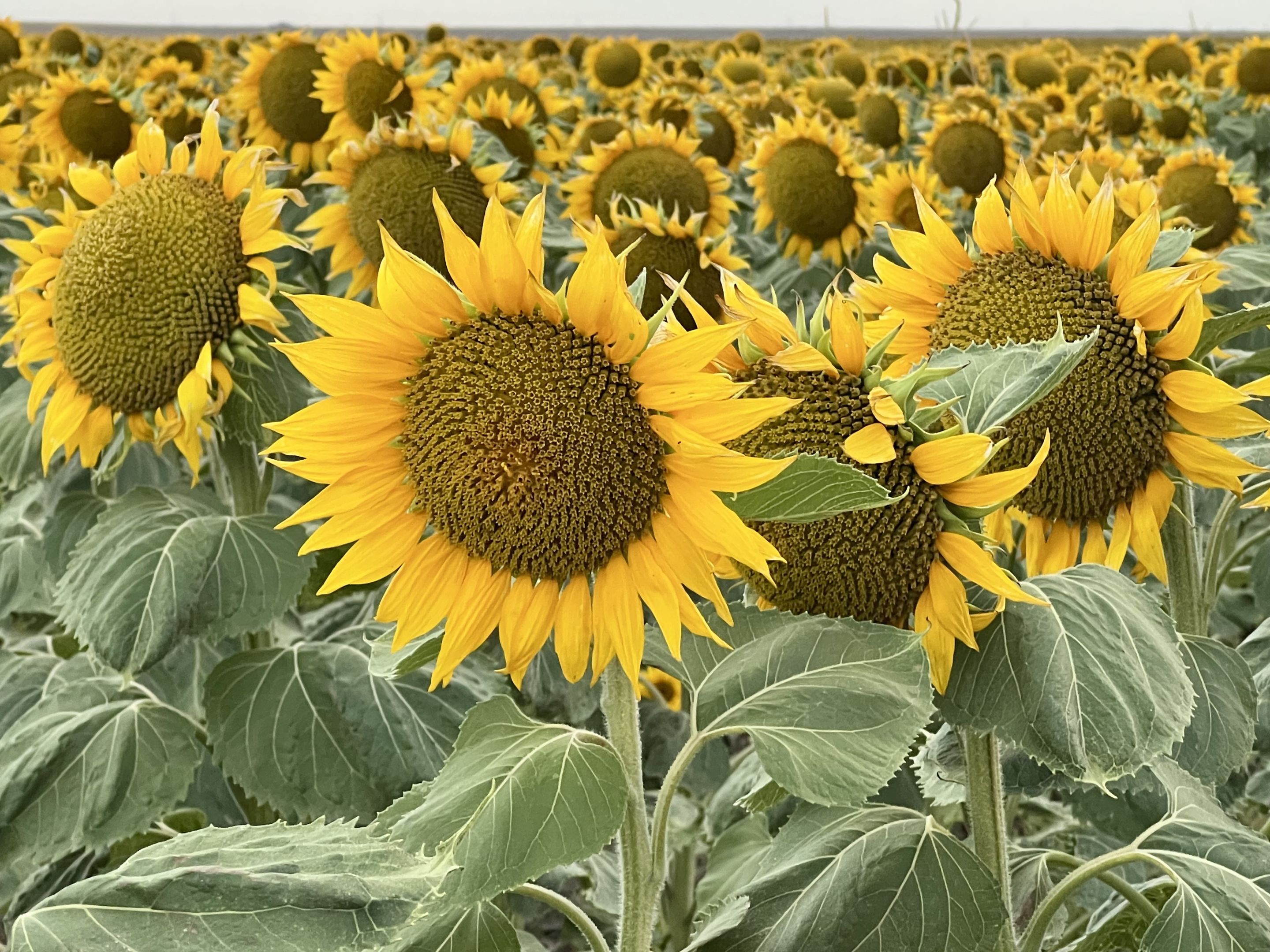 2025 Central Nebraska